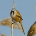 Le chant des Mésanges, ou pourquoi les oiseaux chantent-ils ?