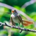 Birdify: le Shazam pour oiseaux !