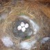 Des matériaux pour les nids des oiseaux