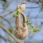 Mésange rémiz (Remiz pendulinus) mâle attendant une femelle sur son nid inachevé