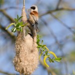 Couple de Mésanges rémiz (Remiz pendulinus) au nid: le mâle finit de tissé le nid une fois qu'il a attiré une femelle
