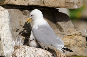 Mouette tridactyle 1